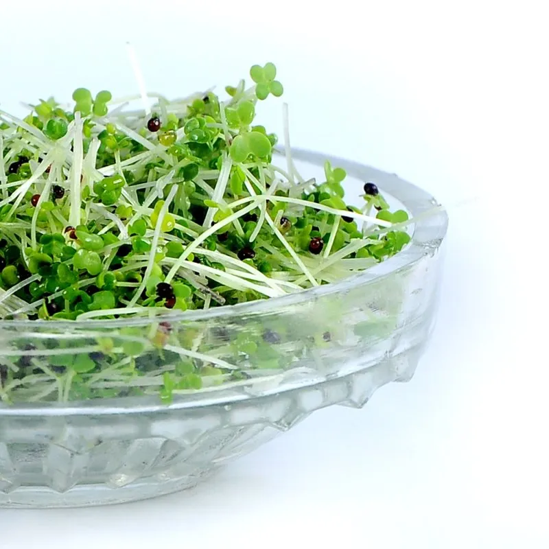 Mustard Microgreens- 100g